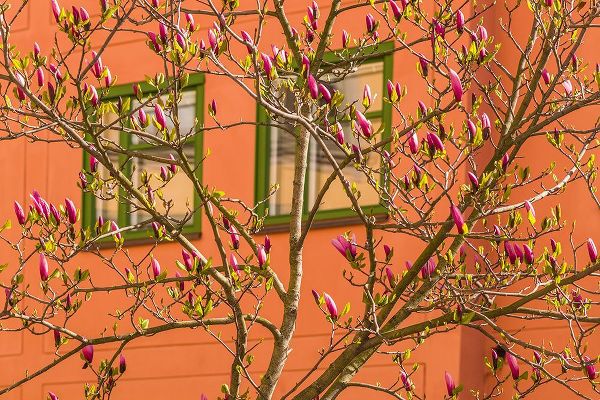 Bibikow, Walter 아티스트의 Sweden-Stockholm-Gamla Stan-Old Town-magnolia tree-spring작품입니다.